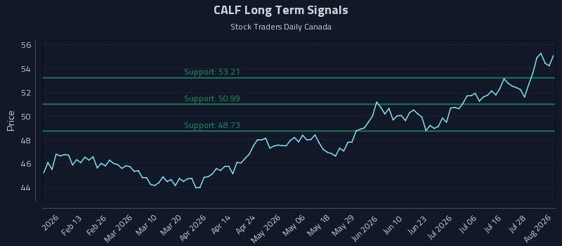 CALF Long Term Analysis for August 3 2026 CALF Long Term Analysis for August 3 2026
